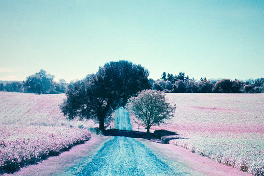Farm road and tree infrared