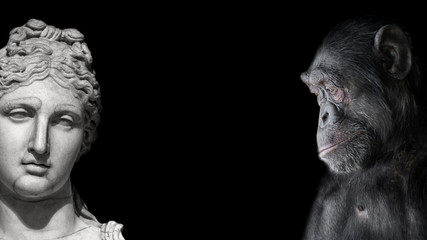 Collage of two contrast portraits of Chimpanzee and beautiful Roman woman in stone at black...