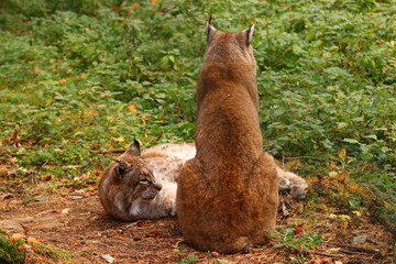 Luchse (Lynx)