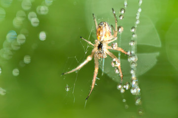 Spider and the web , in the garden