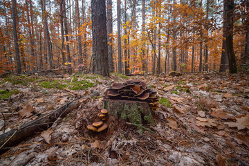 Colorful inedible mushrooms growing on pine stump in the autumn forest. Nature