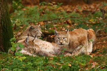 Luchse (Lynx)