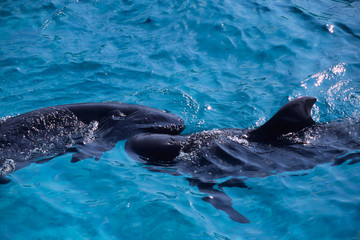 Obraz premium Dolphin of good friend - 仲良しのイルカ