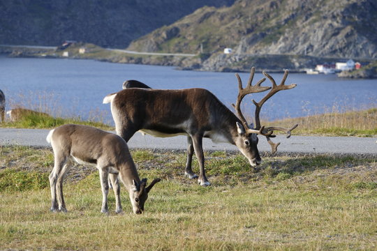 Alces en su habitat