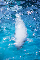 Naklejka premium White Dolphin - 白イルカ