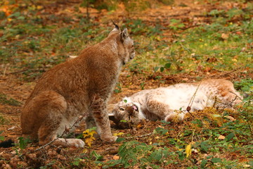 Luchse (Lynx)