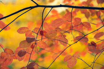 Gorgeous, vibrant, glowing orange and yellow fall foliage
