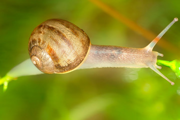 Garden snail  terrestrial gastropod mollusk