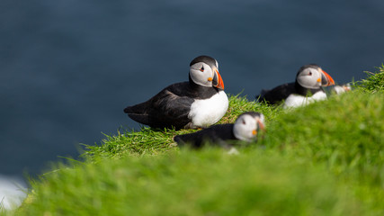 The beautiful Puffin birds on the isolated Mykines island in Faroe Islands