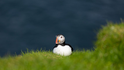 The beautiful Puffin birds on the isolated Mykines island in Faroe Islands