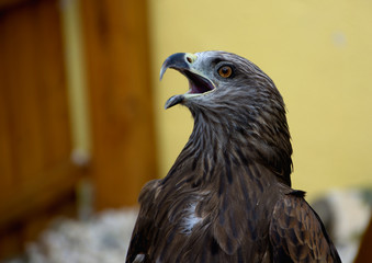 kite