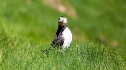 The beautiful Puffin birds on the isolated Mykines island in Faroe Islands