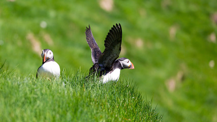 The beautiful Puffin birds on the isolated Mykines island in Faroe Islands
