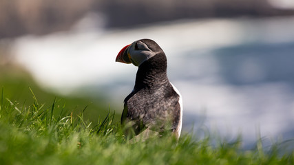 The beautiful Puffin birds on the isolated Mykines island in Faroe Islands