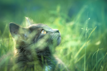Obraz premium Szary kot w trawie