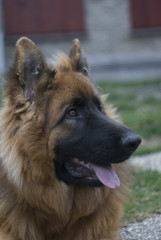 German shepherd looking at sky