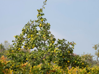 Fototapeta na wymiar Le cognassier (Cydonia oblonga) aux branches remplies de coings en automne