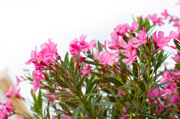 Pink rhododendron flowers at the white background