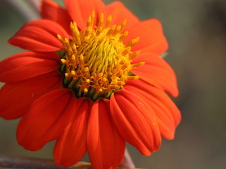 Tithonia (Mexican Sunflower)