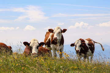 Fototapeta na wymiar Cows eating in a grazing in French Mountain