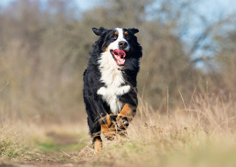 Bernese Mountain dog outdoors