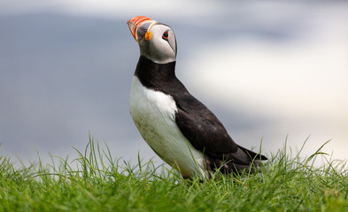 The beautiful Puffin birds on the isolated Mykines island in Faroe Islands