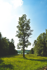 Obraz premium Tree in the Forest