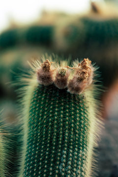 Cactus