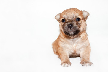 cute and funny newborn puppy. small breed dog isolated on white background.