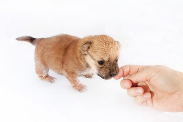 beautiful and funny newborn puppy is biting a man's hand. small breed dog isolated on white background.