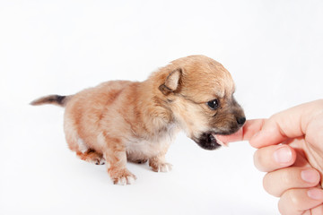 beautiful and funny newborn puppy is biting a man's hand. small breed dog isolated on white background.