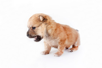 Obraz premium cute and funny newborn puppy. small breed dog isolated on white background.