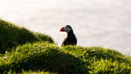 The beautiful Puffin birds on the isolated Mykines island in Faroe Islands