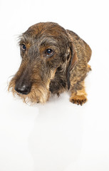 Wire haired dachshund dog