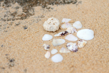 Fototapeta na wymiar seashells sand