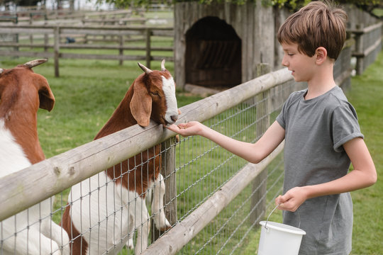 Child has fun feeding and petting animals at the petting zoo