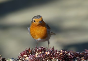 Ein Rotkehlchen (Erithacus rubecula) an der Futterstelle 
