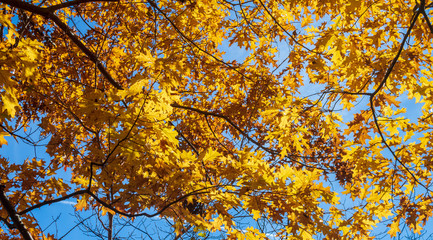 Yellow oak leaves