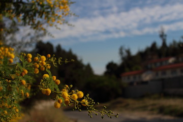 flor amarilla del espino