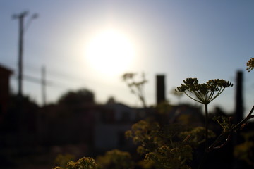 contraluz de flor antes del atardecer 