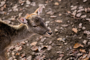 Portrait of brown reddish female of european fallow deer, blurry background, dry leaves on ground, sunny autumn day in a game park