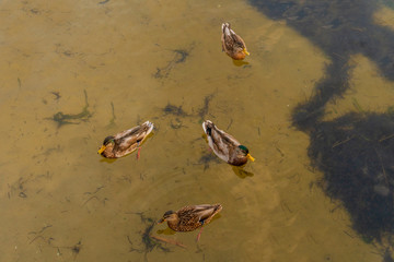 ducks in the pond