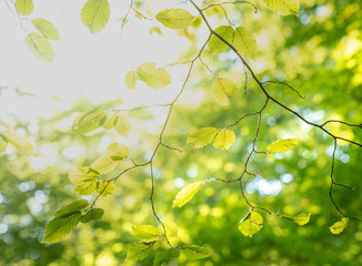 Green Leafes in Sun Light