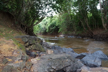 river in the amazon forest