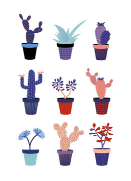cacti