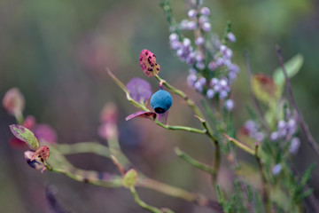 Vaccinium myrtillus (European blueberry)