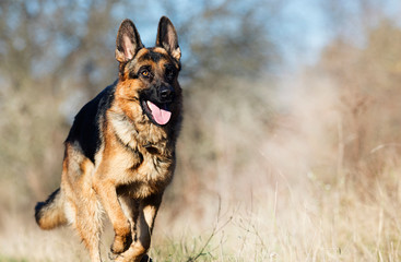 german shepherd dog outdoor