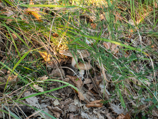 Amanita pantherina, panther cap mushroom, false blusher, a poisonus basidiomycete fungus