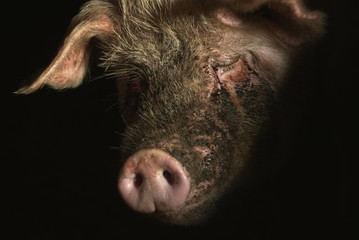 Pig. Portrait of a dirty pig on a dark background