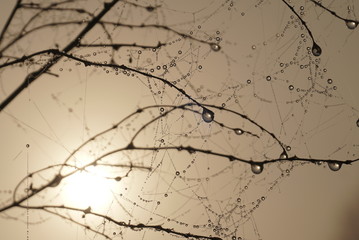 Indian Summer. Wet dry plant with Indian Summer. Natural background